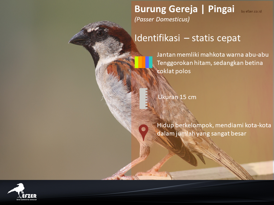 Jasa pengendalian burung gereja