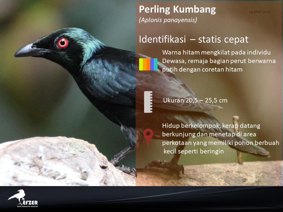 Jasa pengendalian burung camperling