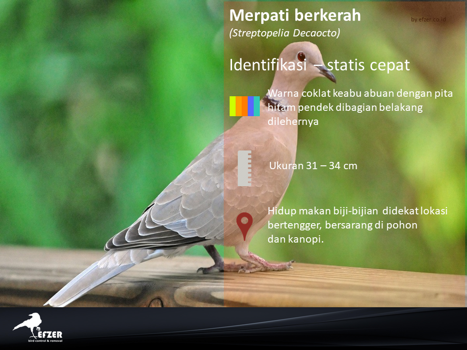 Jasa pengendalin burung
