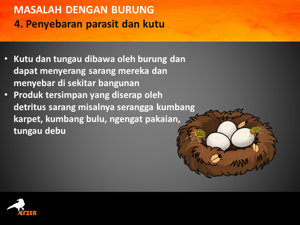 Penyebaran parasit dan kutu buurng